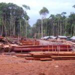 Guyana Timber