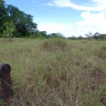 Rupununi Cattle Trail