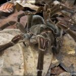 goliath spider