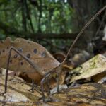 katydid peacock 2