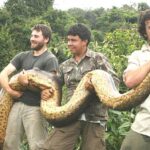 Anaconda in Guyana