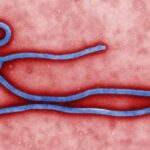 ebola